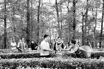 騰沖市紀(jì)委監(jiān)委緊盯鄉(xiāng)村振興中群眾關(guān)心關(guān)注的熱點(diǎn)難點(diǎn)問(wèn)題，開展產(chǎn)業(yè)發(fā)展政策落實(shí)情況監(jiān)督檢查。圖為該市紀(jì)檢監(jiān)察干部到清水鄉(xiāng)駝峰社區(qū)“大地茶?！弊咴L了解產(chǎn)業(yè)發(fā)展情況。 董履香 攝