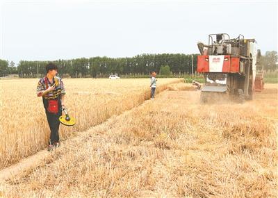大規(guī)模小麥機收全面展開 多個夏糧主產(chǎn)區(qū)呈現(xiàn)豐收增產(chǎn)趨勢